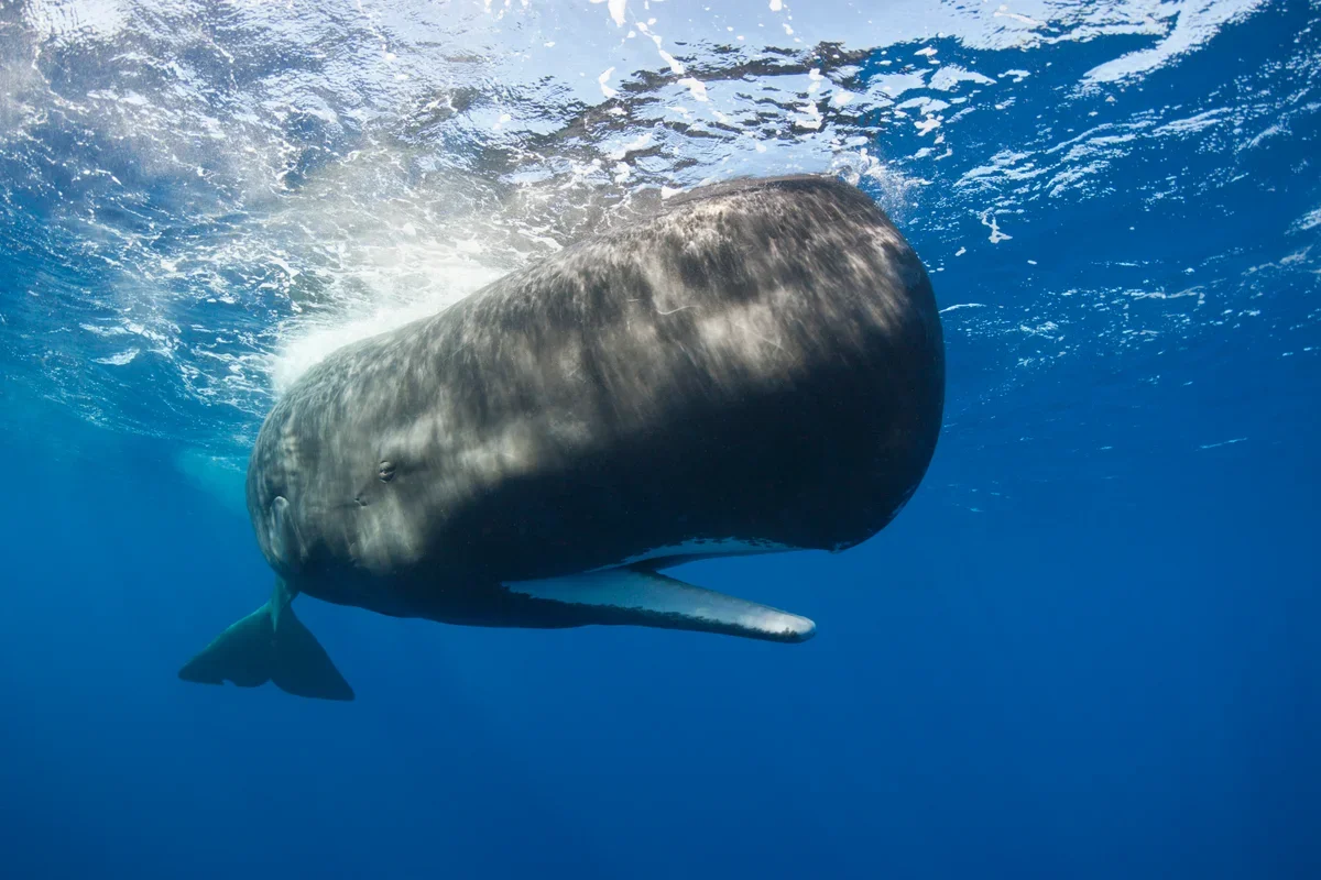 Whale Communication: Sperm Whales Mimic Human Vowels, Study Reveals