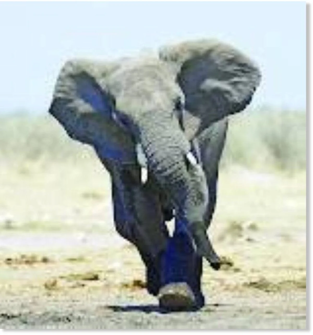 US millionaire big-game hunter dies after being crushed by elephants