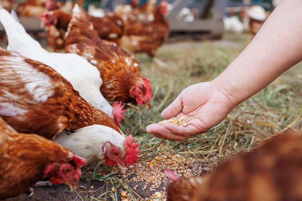 Salmonella Outbreak Emerges in the U.S. and May Be Resistant to Some Common Antibiotics