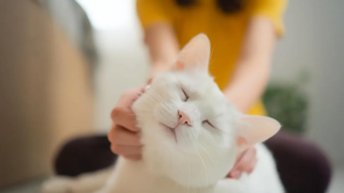Feline Tumors Offer New Hope for Human Cancer Therapies