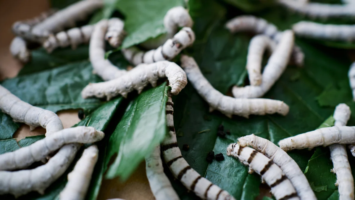 Breakthrough in Silk-Based Body Armor: A New Era for Personal Protection