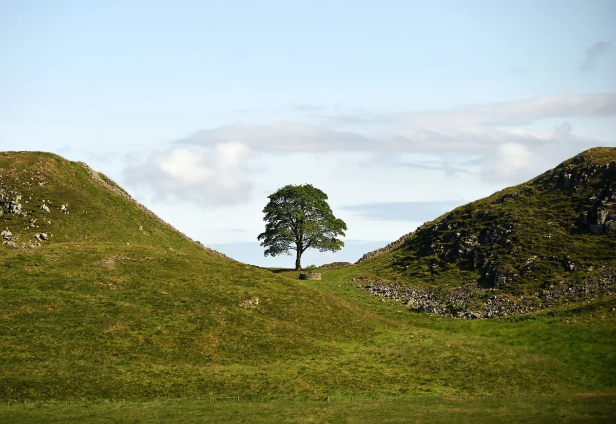 How Do You Honor a Fallen Tree? In England, a Sound Sculpture Will Broadcast the 'Voice' of a Beloved Sycamore Felled Near Hadrian’s Wall